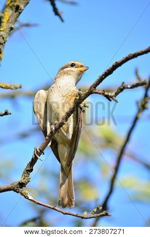 Red-backed Shrike (lanius Collurio), Young Female. Fauna Of Ukraine.