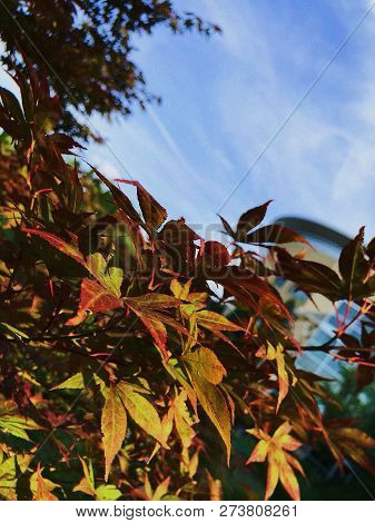 Combretaceae In Open-air Garden With Open Sky