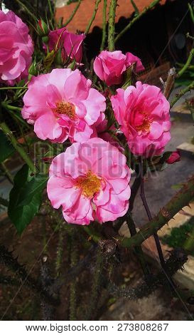 Common Pink Peony On A Sunny Day