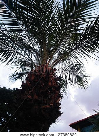 Coconut Tree As A Remnant Of A Hot Day In Brazil