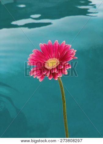 Pink Radiant Daisy With Water As Background