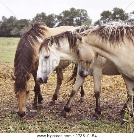 Group Of Three Horses Together On Pasture