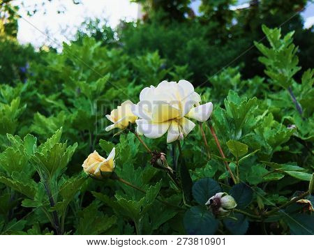 Evergreen Rose White Photos On A Sunny Day