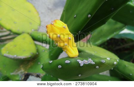 Brazilian Yellow Cactus Flower Ready To Bloom