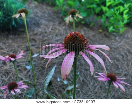 Cone Flower With Pink Petals In A Garden