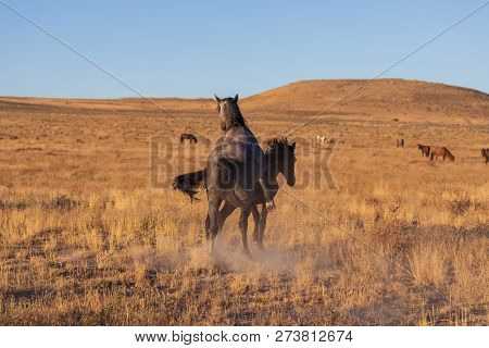 A Pair Of Wild Horse Stallions Sparring In The Utah Desert