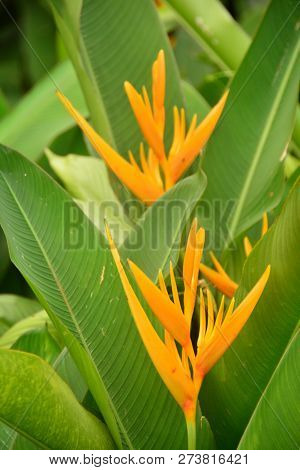 The Nature Of Yellow Heliconia Flowers With Green Leaves