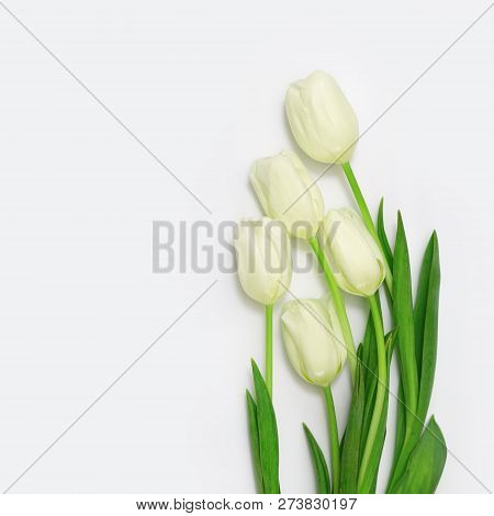 Bunch Of White Tulip Flowers On White Background. Blooning White Tulip.