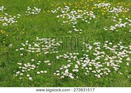 Meadow Flowers. White And Yellow Flowers Growing On Field. Many Small Chamomiles On Lawn. Wild Flowe