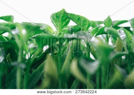 Green Leaves On A Young Pepper On A White Background.