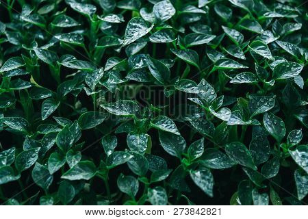 Green Leaves On Young Pepper. Green Background.