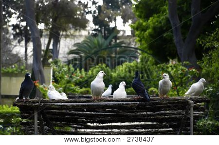 Pigeon Roost