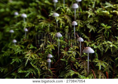 Mycena Adscendens - Frosty Bonnet Mushrooms