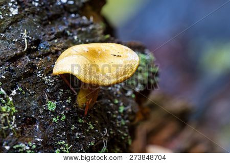 Wild Forest Mushroom