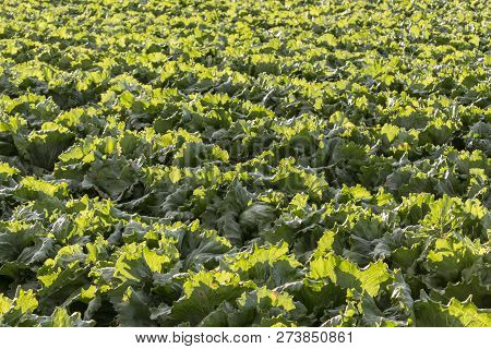 Lettuce Cultivation Background Texture