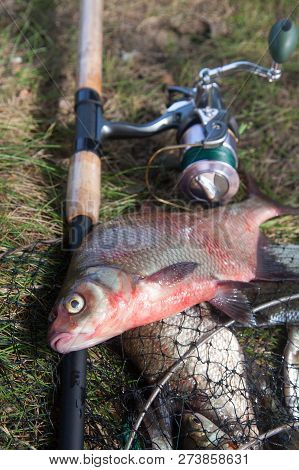 Close Up View Of Big Freshwater Common Bream Fish And Fishing Rod With Reel On Landing Net..