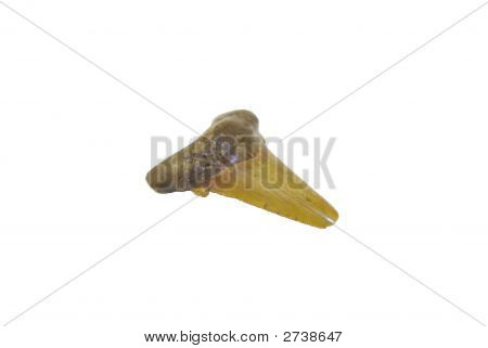 Dente di squalo fossile