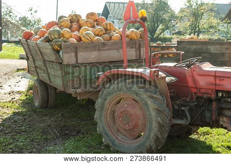 Pumpkin Hrvest On The Tactor In Village
