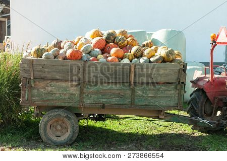 Pumpkin Hrvest On The Tactor In Village