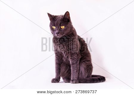 British Shorthair Cat, Grey, Sits On A White Background, Studio, Isolate, Close Up, Copy Space.