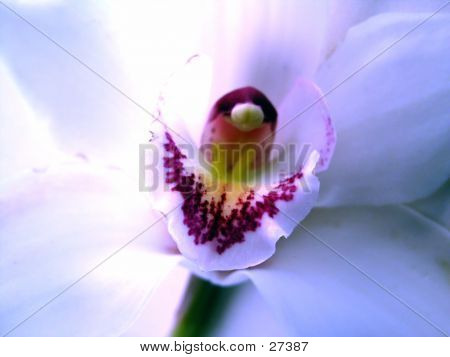 Orchidea bianca