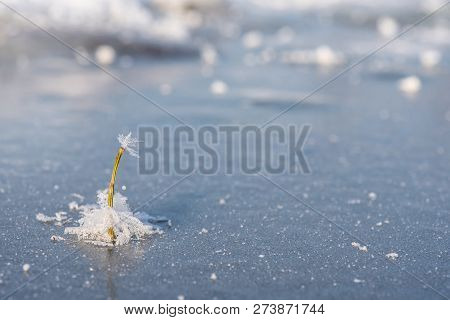 Lonely Frozen Plant Is Flooded With Frozen Snowflakes In The Ice. Winter Time