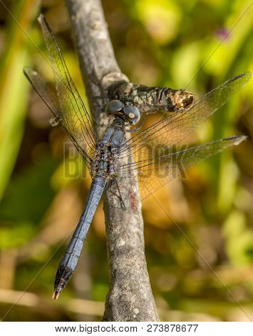 A Little Blue Dragonlet Perches On A Small Twig On The Edge Of A South Carolina Wetland.
