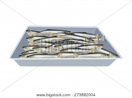 Fresh Small Fish Lies In The Tray. Vector Illustration Isolated On White Background