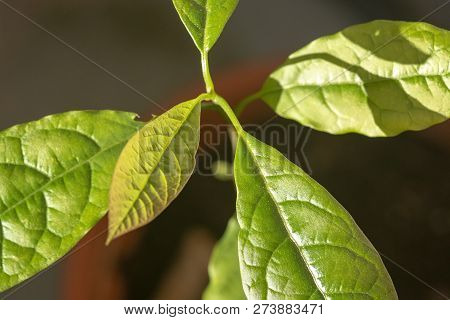 Avocado Tree Leaves In Bright Sunlight In December In Mallorca, Spain.