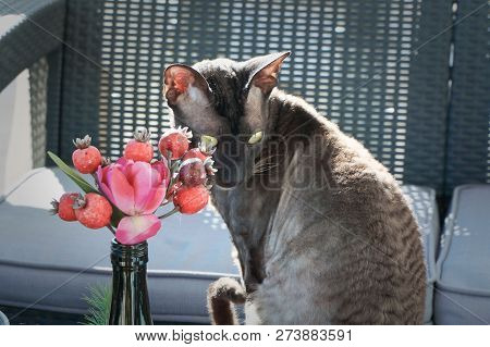 Cornish Rex Breed Cat Sitting On Sunny Terrace Next To Flowers