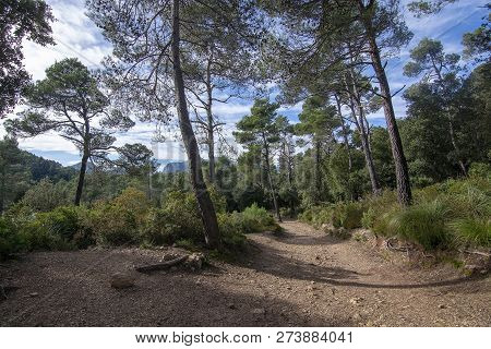 Landscape With Beautiful Soft Walking Path Through Forest With Evergreen Trees