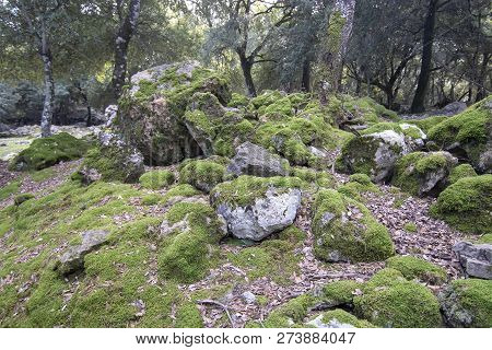 Landscape With Round Mossy Limestone Rocks