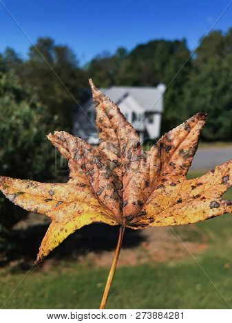 Dry Leaf Like Landscape Of An Image