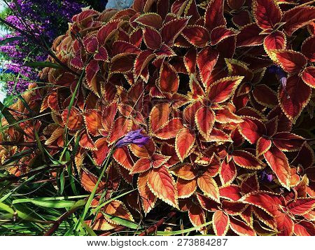 Brazilian Radiant Red Leaves With Yellow Borders