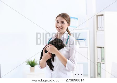 Female Veterinarian With Cute Mini Pig In Hospital
