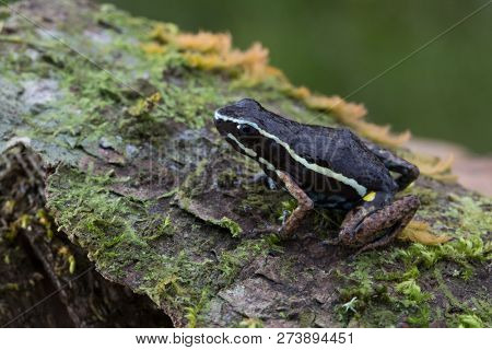 poison dart frog Ameerega anheli