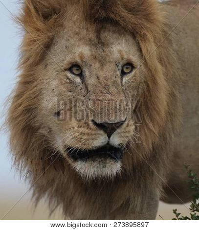 a beautiful big lion with a fluffy mane and big eyes
 