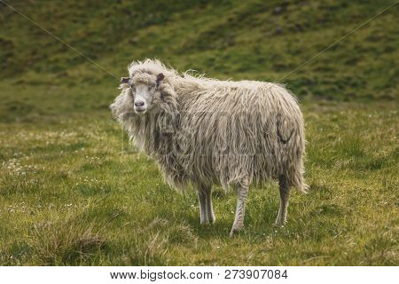 Faroese sheep looking at camera, Faroe Islands 