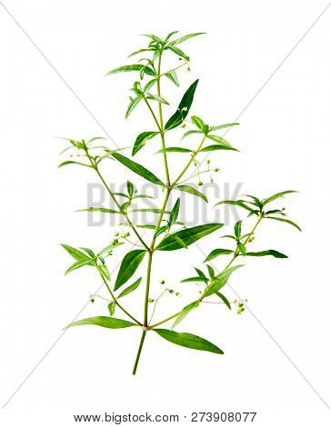 Hedyotis diffusa also known as white flower snake tongue grass is a kind of herb used in traditional Chinese medicine, isolated on white background.