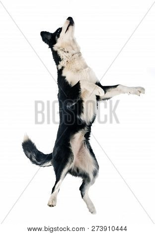 Yakutian Laika In Front Of White Background