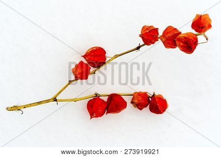 Chinese Lantern (physalis Franchetii) Plant On The Snow