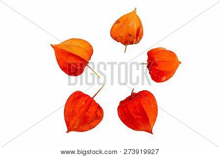 Chinese Lantern (physalis Franchetii) Plant Isolated On A White Background