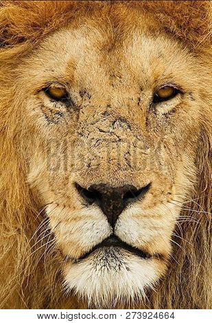 A Beautiful Big Lion With A Fluffy Mane And Big Eyes
 