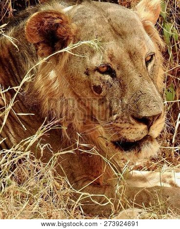 A Beautiful Big Lion With A Fluffy Mane And Big Eyes
 