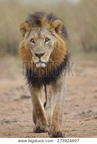 A Beautiful Big Lion With A Fluffy Mane And Big Eyes
 
