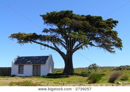 House Under Tree