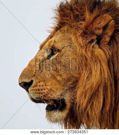 A Beautiful Big Lion With A Fluffy Mane And Big Eyes
 