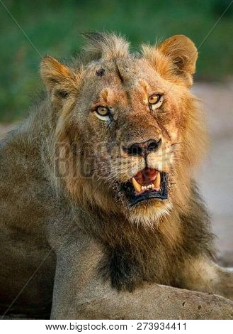 A Beautiful Big Lion With A Fluffy Mane And Big Eyes
 