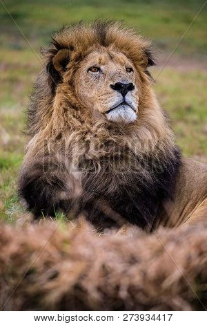A Beautiful Big Lion With A Fluffy Mane And Big Eyes
 