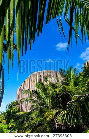 Palm Leaves, The Sky And The Mountain At Island